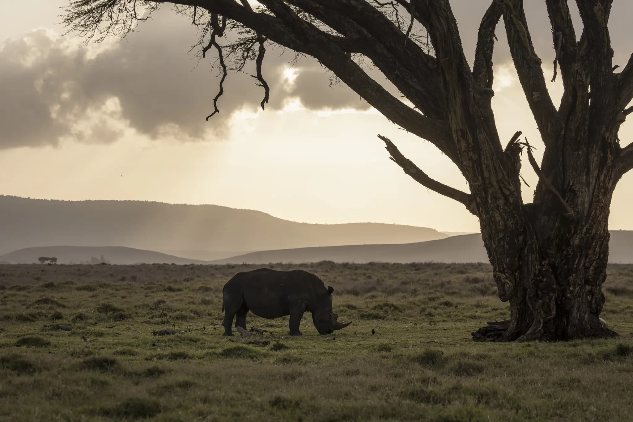 The Land That Keeps Its Rhino: Lewa, and the Conservancy You Can Stay Inside