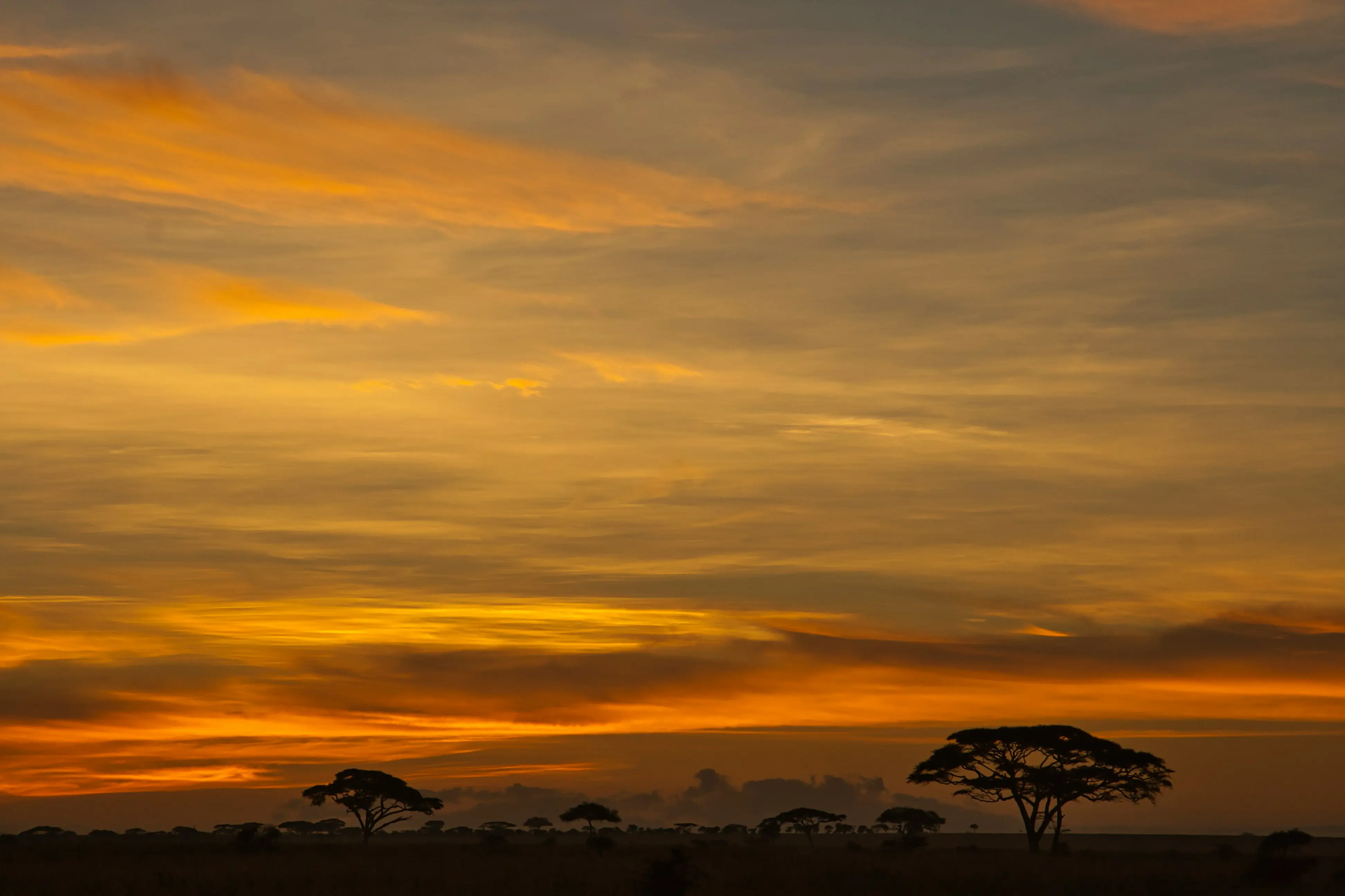 The Silent Serengeti: A Masterclass in Private Expeditions